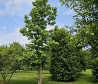 Liquidambar styraciflua - Amberboom - 3