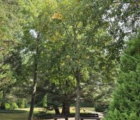 Tilia cordata - Winterlinde - 4