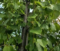 Tilia x europaea 'Pallida' - Koningslinde - 3