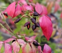 Euonymus alatus - Kardinaalshoed of kardinaalshoed alatus - 3