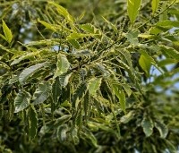 Castanea sativa 'Variegata' - Tamme Kastanje 'Variegata' - 1