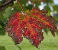 Acer rubrum - Rode Esdoorn - 5