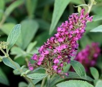 Buddleja davidii 'Summer Beauty' - Vlinderstruik 'Summer Beauty' - 1