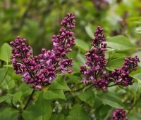 Syringa vulgaris 'Charles Joly' - Gewone syring - 3