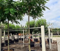 Albizia