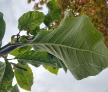 Opvallend groot blad Magnolia 'Felix Jury'