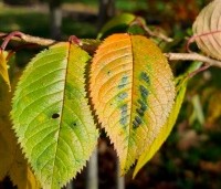 Prunus x subhirtella 'Autumnalis Rosea' - Winterkers - herfstblad