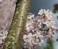Prunus 'Pandora' - Sierkers 'Pandora' - 1