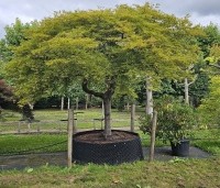 Acer palmatum 'Dissectum' - Japanse esdoorn 'Dissectum' - 4