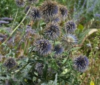 Echinops ritro 'Veitch's Blue' - Kogeldistel - 1