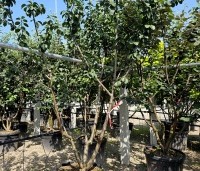 Prunus dom. 'Reine Claude Verte' - Prunus dom. 'Reine Claude Verte' - 1