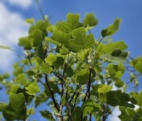 Liriodendron tulipifera 'Edward Gursztyn' - Tulpenboom 'Edward Gursztyn' - 1