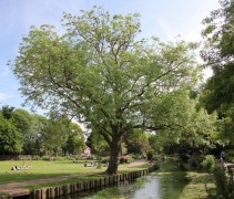 De Es als solitaire boom aan de waterkant