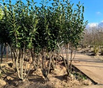 Prunus lau. 'Caucasica' meerstam