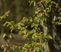 Uitlopend blad Haagbeuk boom