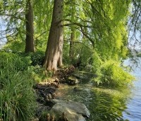 Taxodium distichum - Moerascypres - 4