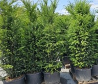Gemengde hagen - Gemengde hagen - Taxus baccata