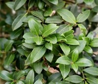 Osmanthus x burkwoodii - Schijnhulst - 6