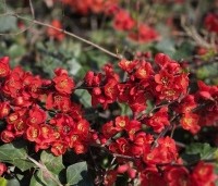 Chaenomeles japonica - Japanse sierkwee - vakbeplanting - 1