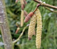 Corylus avellana - Gewone hazelaar - katjes februari 2025