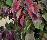 Cercis canadensis 'Forest Pansy' - Amerikaanse judasboom - zomerblad