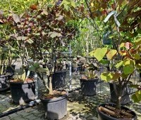 Cercis canadensis 'Forest Pansy' - Amerikaanse judasboom - struiken nazomer