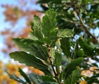 Quercus x turneri 'Pseudoturneri' - Semi- wintergroene eik 'Pseudoturneri' - 3