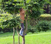 Carpinus betulus vormsnoei en klimboomvoor de kleine tuin