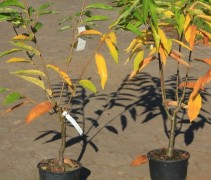 Castanea sativa 'Lyon'