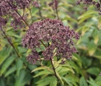 Eupatorium maculatum 'Atropurpureum' - Koninginnekruid - oktober