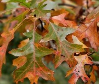 Quercus palustris - Moeraseik - 2