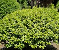 Prunus lusitanica 'Angustifolia' - Portugese laurier - 1