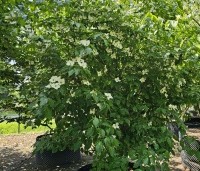 Cornus x rutban 'Aurora' - Kornoelje 'Aurora' - 2