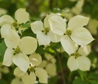Cornus x rutban 'Aurora' - Kornoelje 'Aurora' - 3