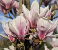 Magnolia soulangeana - Magnolia soulangeana - 1