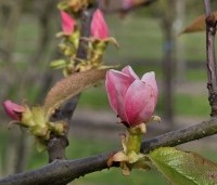 Pseudocydonia sinensis - Chinese kweepeer - 3
