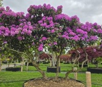 Rhododendron 'Roseum Elegans' - Rododendron 'Roseum Elegans' - 2