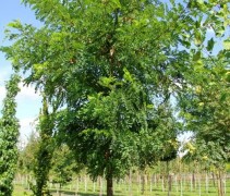 Robinia pseudoacacia