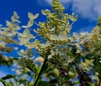 Hydrangea paniculata 'Kyushu' - Pluimhortensia 'Kyushu' - bloei