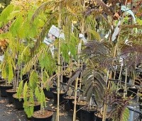 Albizia julibrissin 'Ombrella' - Perzische slaapboom 'Ombrella' - Albizia in soorten
