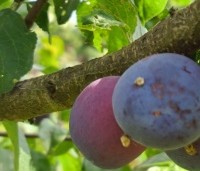 Prunus dom. 'Reine Claude d'Althan' - Prunus dom. 'Reine Claude d'Althan' - 1