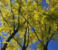 Gleditsia triacanthos 'Sunburst' - Valse christusdoorn - 2