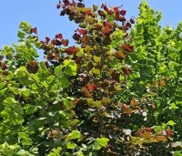 Corylus maxima 'Purpurea' - Roodbladige hazelnoot - 1