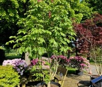 Aesculus x carnea 'Briotii'  - Rode Paardenkastanje - 2