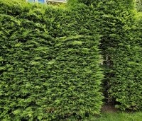 Cupressocyparis leylandii - Leylandcypres - 3