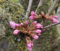 Prunus 'Pandora' - Sierkers 'Pandora' - 3