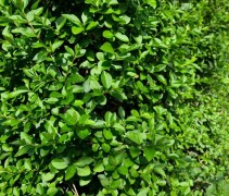 Ligustrum zomerblad