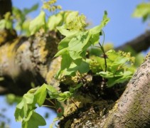 Acer campestre 