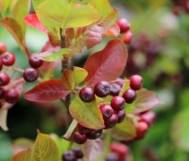 Aronia x Prunifolia 'Viking'