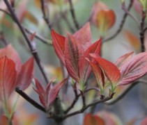 Cornus Royal Red of Red Sunset